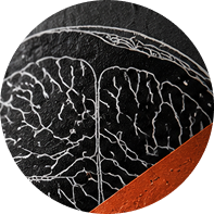 Brain Pouches